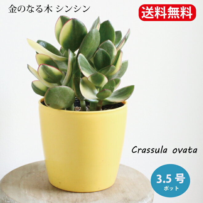 花月　金のなる木　シンシン　3.5号　3.5寸　　クラッスラ　斑入り　多肉植物　インドアグリーン 苗 観葉植物 引越祝い 開店祝い 新築祝い プレゼント 贈り物 【送料無料】のサムネイル