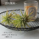 チランジア イオナンタ グリーン 2個セット | 開花時期 開花 エアプランツ | 観葉植物 | インドアングリーン 苗 インテリア おしゃれ 男前 カッコイイ...