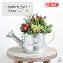 敬老の日 多肉植物 寄せ植え 多肉植物 寄せ植え 多肉の寄せ植え 植物 ブリキジョーロ 寄せ植え おうち時間 インドアグリーン 観葉植物 ミニサイズ お得 花育...