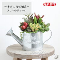 多肉植物 寄せ植え 多肉植物 寄せ植え 多肉の寄せ植え 植物 ブリキジョーロ 寄せ植...