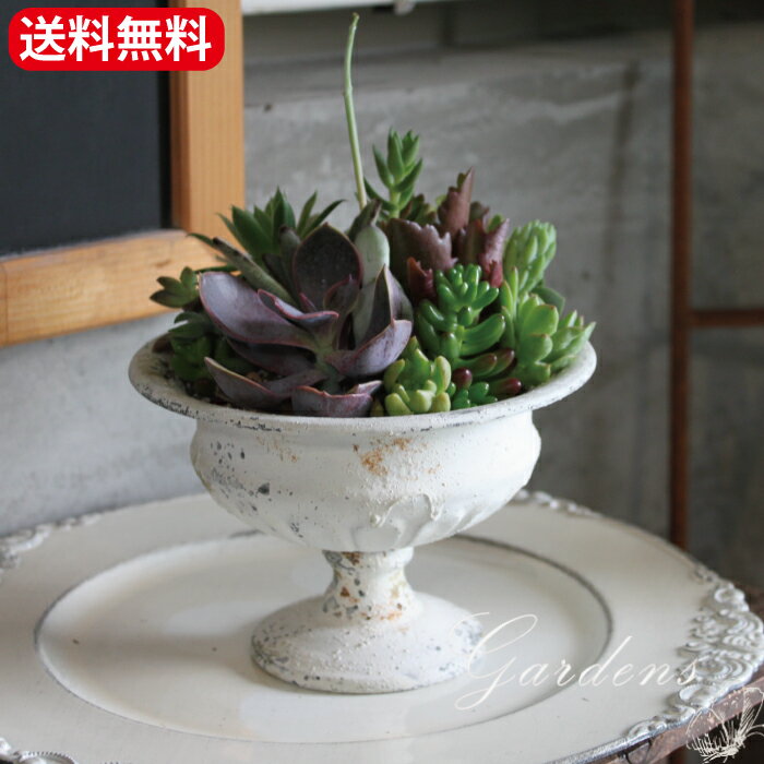 楽天市場】多肉植物 セット(種類(植物)バンブー)の通販 楽天市場】多肉植物 セット(種類(植物)バンブー)の通販