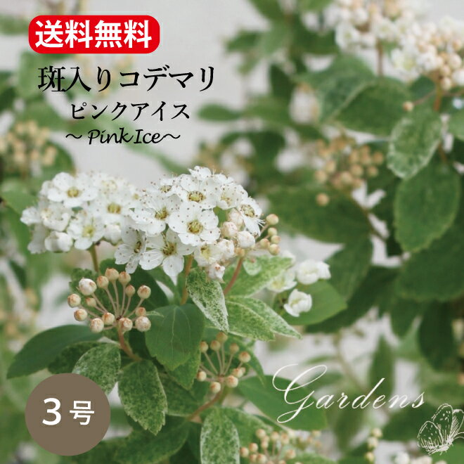 コデマリ　ピンクアイス　苗木　3号　3寸　花木　低木　【送料無料】