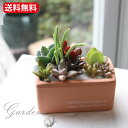 【期間限定P5倍&MAX10%OFFクーポン】多肉植物 寄せ植え 多肉 『 素焼き 多肉の寄せ植え 1個 〜3個セット 』 素焼き 多肉植物 寄せ植え 多肉の寄...