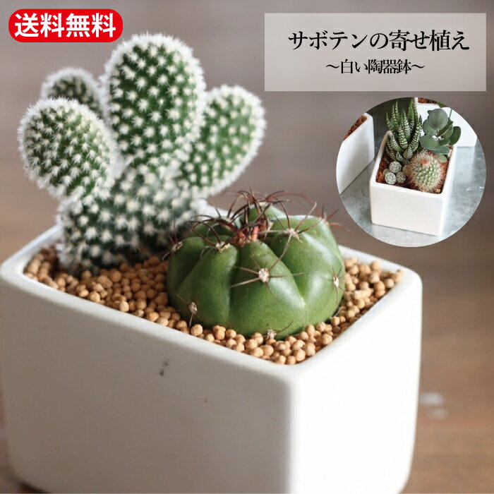 センスのいい観葉植物 ＼5/15限定！抽選で100％ポイントバック／「サボテン 寄せ植え」プチギフト ママ友 陶器鉢 鉢付 インテリア ミニ さぼてん 多肉 苗　観葉植物 さぼてん グリーン saboten シンプル　鉢　白オフィス デスク 育て方 簡単