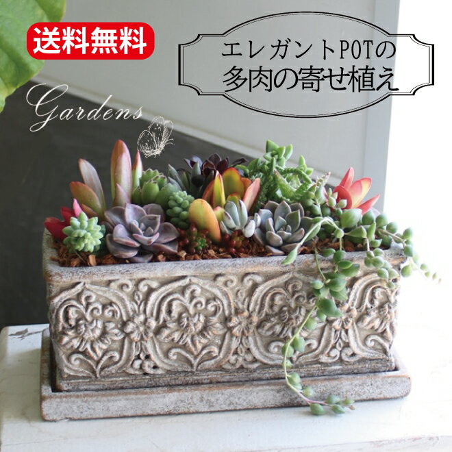 多肉植物 寄せ植え 多肉の寄せ植え　エレガントポットの寄せ植え 　鉢植え　シャビ―　多肉植物 多肉 セット おうち時間 アンティーク調　インドアグリーン 観葉植物 　　多肉寄せ植え手作り