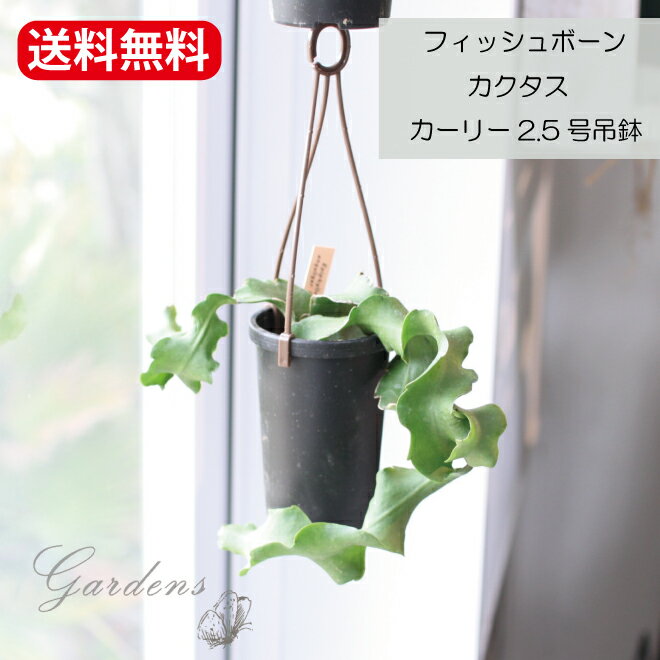 フィッシュボーン 観葉植物 カクタス エピフィルム・アングリガー・カーリー2.5号吊鉢 ハンギング サボ..