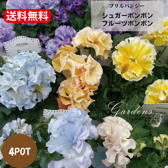 フリル パンジー 苗 フリル 咲き パンジー パンジー フリル 『 フルーツ　ボンボン　・シュガー　ボンボン』 苗 4ポットセット 3.5号苗 3.5寸 花苗 フリル　レインボーシェード　ゴージャス　寄せ植え　花壇【送料無料】のサムネイル