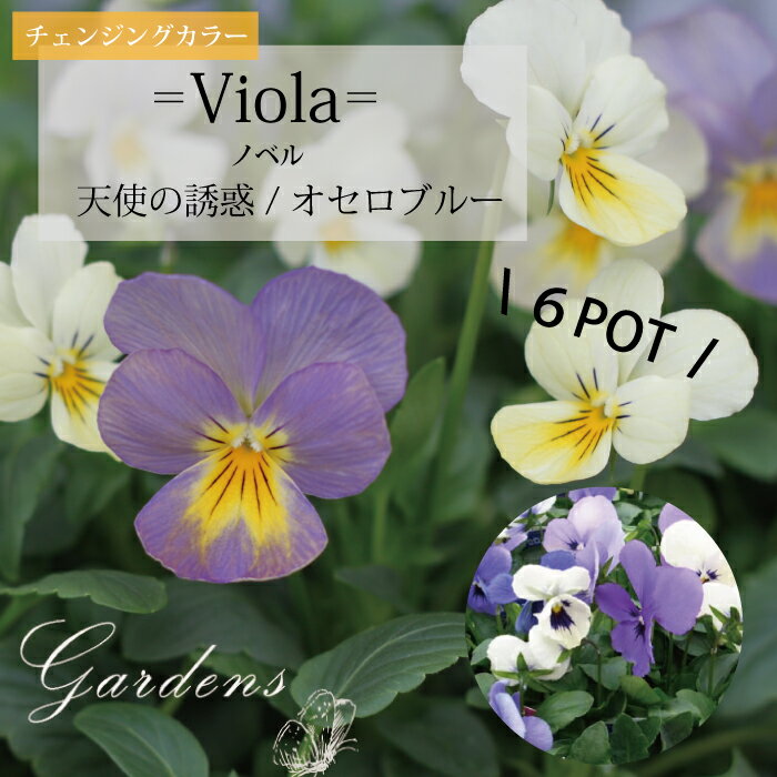 GARDENSʥǥ󥺡ˤ㤨̵֡ ӥ Υ٥  ŷȤͶ / ֥롼   6POTå 3.0  3.5 3.0  3.5 Ѥ  Ѳ 󥸥󥰥顼  å ̵ ץߥ  󤻿  ViolaפβǤʤ2,970ߤˤʤޤ