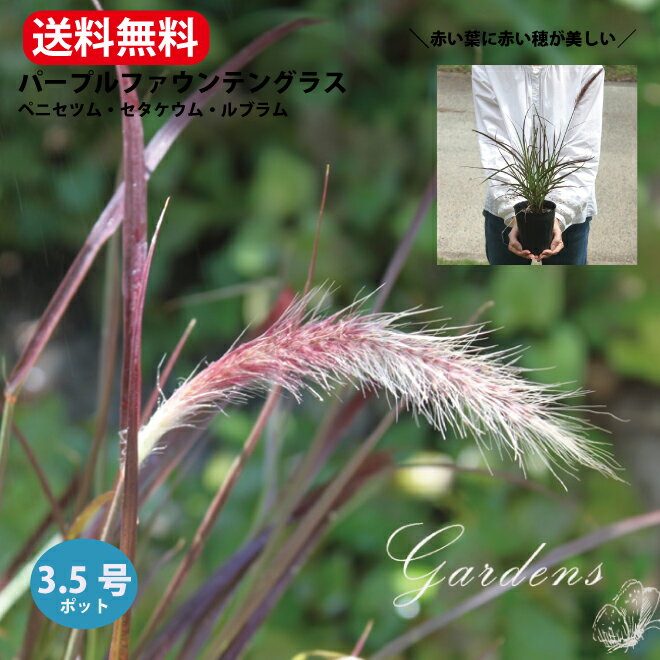 ペニセツム・セタケウム・ルブラム　パープルファウンテングラス　ペニセタム　苗　3.5号　3.5寸　1ポット　宿根草　グラス　アクセント　寄せ植え　花壇　 花苗 耐暑性 夏 多年草 【送料無料】のサムネイル