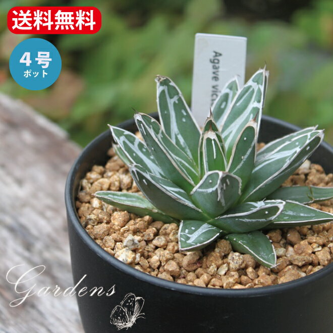 アガベ ササノユキ　笹の雪 Agave victoriae reginae　多肉植物 インドアグリーン 苗 観葉植物 引っ越し祝い 開店祝い 新築祝い プレゼント 贈り物 4号　育て易い 小型 乾燥に強い