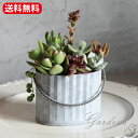 【マラソン限定★エントリーでP10倍&MAX10%OFFクーポン】多肉植物 寄せ植え 多肉の寄せ植え ブリキ 取手付 多肉植物 苗 多肉 セット おうち時間 イ...