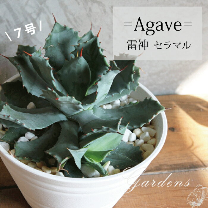 アガベ 雷神 雷光 頼光 セラマル　Agave potatorum　多肉植物 インドアグリーン 苗 観葉植物 引っ越し祝い 開店祝い 新築祝い プレゼント 贈り物 7号　【送料無料】育て易い 乾燥に強い　アガベ ポタトルム　男前　カッコイイのサムネイル