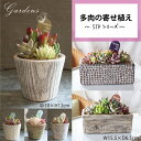 【マラソン限定★エントリーでP10倍&MAX10%OFFクーポン】「 STPシリーズ 多肉の寄せ植え 」 1POT 鉢植え 多肉植物 寄せ植え 多肉植物 苗 ...