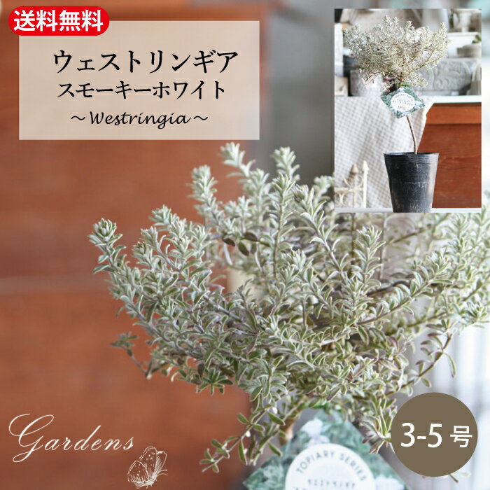 楽天市場】ローズマリー 苗(植木|ガーデニング・農業):花 楽天市場】ローズマリー 苗(植木|ガーデニング・農業):花