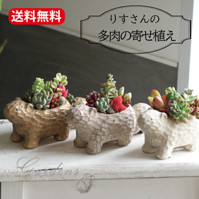 多肉植物 寄せ植え 多肉の寄せ植え リス ポット 多肉植物の寄せ植え　鉢植え　りす　多肉植物 多肉 セット おうち時間 インドアグリーン 観葉植物 ミニサイズ 　【送料無料】　多肉寄せ植え手作り 多肉植物 鉢 シルワ ポット リス