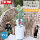 【1日限定!エントリーでP10倍&MAX10%OFFクーポン】ユーカリ 苗 マクロカルパ 3号 3寸 ポット シンボルツリー 苗木 花木 花壇 庭木 寄せ植え アクセント グランドカバー 【送料無料】