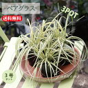 ベアグラス 常緑で一年中きれいな葉色 寄せ植えや庭植えに最適 半日陰 【送料無料】