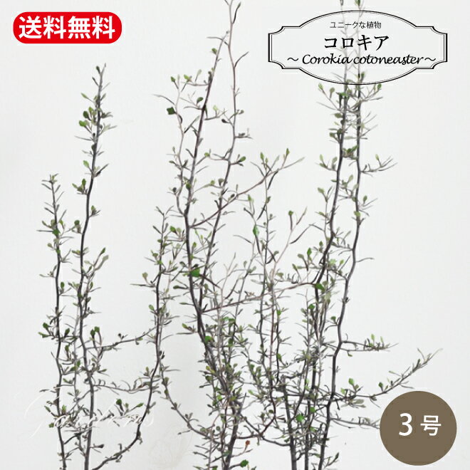 コロキア Corokia cotoneaster 苗 3号 3寸 半耐寒性 常緑 オージープランツ ニュージーランド グランドカバー 【送料無料】