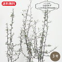 【エントリーでP10倍&クーポンMAX15%OFF】コロキア Corokia cotoneaster 苗 3号 3寸 半耐寒性 常緑 オージープランツ ニュージ...
