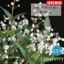 ヒメウツギ 苗 3.5号 3.5寸 2POTセット 落葉低木 姫空木 鉢植え 庭植え 花苗 アジサイ科 耐寒性 日本固有種 グランドカバー 【送料無料】