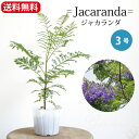 ジャカランダ 3号 3寸 インドアグリーン 苗 観葉植物 半耐寒性 落葉高木 熱帯 引越祝い 開店祝い 新築祝い プレゼント 贈り物 【送料無料】