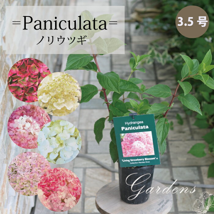 ノリウツギ　パニキュラータ　苗　3.5号　3.5寸　Hydrangea paniculata リビングストロベリーブロッサム　シュガーラッシュ　ピンキープロミス　サマースノー　サマーラブ サビタ 落葉 低木 庭木　花木 初心者向 育てやすい　耐寒性　夏花苗 【送料無料】