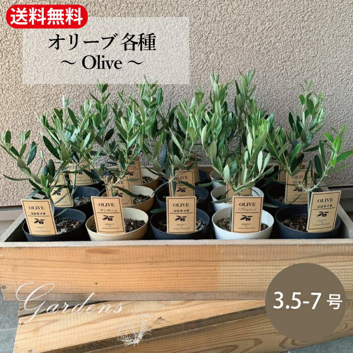 オリーブ オリーブ　3.5-7号　3.5-7寸　花木 庭木　灌木　常緑樹 耐暑性　耐寒性　苗　【送料無料】
