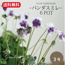 パンダスミレ苗 宿根草 6ポット 花苗 セット 送料無料 グランドカバー 常緑 多年草 ぱんだ すみれ 夏花苗