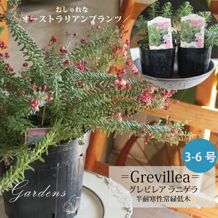 グレビレア 「 ラニゲラ 」 GREVILLEA LANIGERA オーストラリアンプランツ　グレヴィレア 　苗　3号2POTセット　6号　6寸 観葉植物　庭木　低木　可愛い　オシャレ　【送料無料】