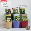 シラン　各種　2POTセット　斑入り ／ 斑なし　Bletilla striata　紫蘭 苗 3.5号 3.5寸 青　紫　黄　白　花苗 宿根草 苗 初心者【送料..