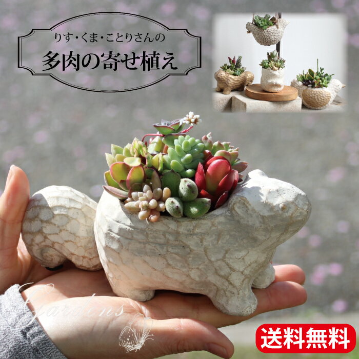 楽天市場】多肉植物 セット(種類(植物)バンブー)の通販 楽天市場】多肉植物 セット(種類(植物)バンブー)の通販