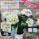 母の日 まだ間に合う ★希少種★ 母の日 あじさい アジサイ ゼブラ ピンクミックス ブラックスチール 5号 ラッピング付 メッセージカード付 黒茎あじさい 紫...