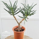 アロエ 【送料無料】【木曜日指定不可】ビザールプランツ アロエ ラモシシマ Aloe ramosissima 6号 観葉植物 植物 ガーデニング 家庭菜園 nonohana 花苗 緑 インドアグリーン