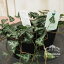 【木曜日指定不可】ヘデラ キプロス 3号ポット インドアグリーン 観葉植物 植物 ガーデニング 家庭菜園 nonohana 花苗 緑 インドアグリーン 455円