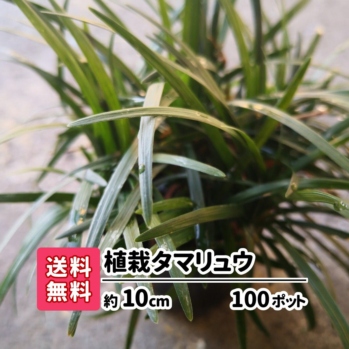 商品の詳細 【植栽タマリュウ】 100ポット サイズ 1ポット約10cm 重量/容量 100ポット 商品説明 タマリュウは、丈夫で葉が美しいです。 グランドカバーやアプローチに広く利用されています。 注意事項 ※ご覧のモニターの発色の具合によって実際のものと色が異なる場合があります。 ※とても強く枯れにくい植物ですが、水分がある程度ある土へ植えてください。 キーワード 【観葉植物】【花苗】【常緑】【日陰に強い】【花壇】【寄せ植え】【ボーダー】【常緑多年草】【耐暑性】【耐乾性】【玉竜】【竜のひげ】【タマリュウ】 &#9654; 40ポットを購入 &#9654; 60ポットを購入 &#9654; 80ポットを購入 &#9654; 100ポットを購入