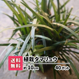 【送料無料】植栽タマリュウ 40ポット グランドカバー アプローチ 玄関回り 庭園 坪庭 駐車場 ガーデニング 観葉植物 花苗 スリット 目地 コンクリート 雑草対策