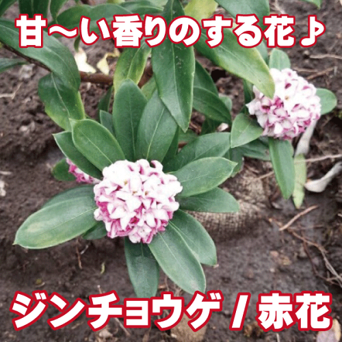 三大香木って知ってる 四季で自然な植物の香りを楽しもう 沈丁花 クチナシ 金木犀 蝋梅 Lotti Blog 三大香木って知ってる 四季で自然な植物の香りを楽しもう 沈丁花 クチナシ 金木犀 蝋梅 Lotti Blog