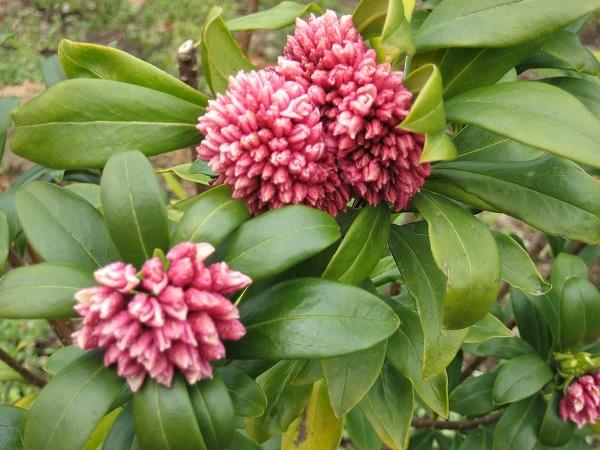 甘～い香りが漂う花♪沈丁花・ジンチョウゲ 赤花 樹高30cm前後 庭木・常緑