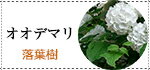 オオデマリ（大手毬） 樹高0.3〜0.4m前後【お得な2本セット】ポット苗 低木 落葉樹 3