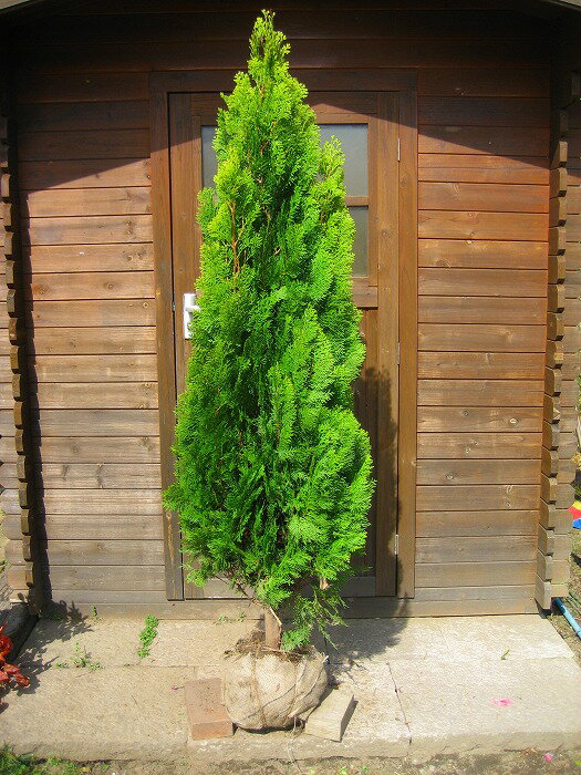 エレガンテシマ 樹高1.8m前後 露地苗 シンボルツリー 常緑樹