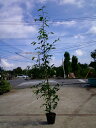 サカキ（榊）/ホンサカキ（本榊） 樹高1.5m前後 ポット苗 シンボルツリー 常緑樹