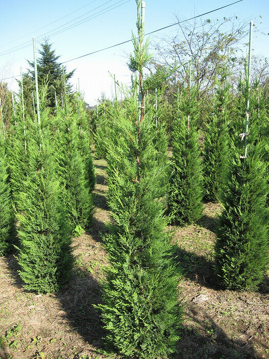 レイランディー 樹高1.8m前後 露地苗 シンボルツリー 常緑樹