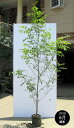 【大型商品】シマトネリコ 単木 樹高2.5m前後 露地苗 シンボルツリー 常緑樹