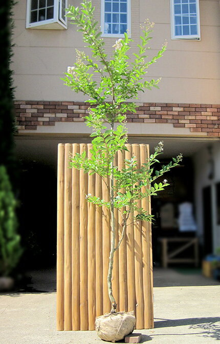 楽天市場】苗 サルスベリ 白花の通販 楽天市場】苗 サルスベリ 白花の通販