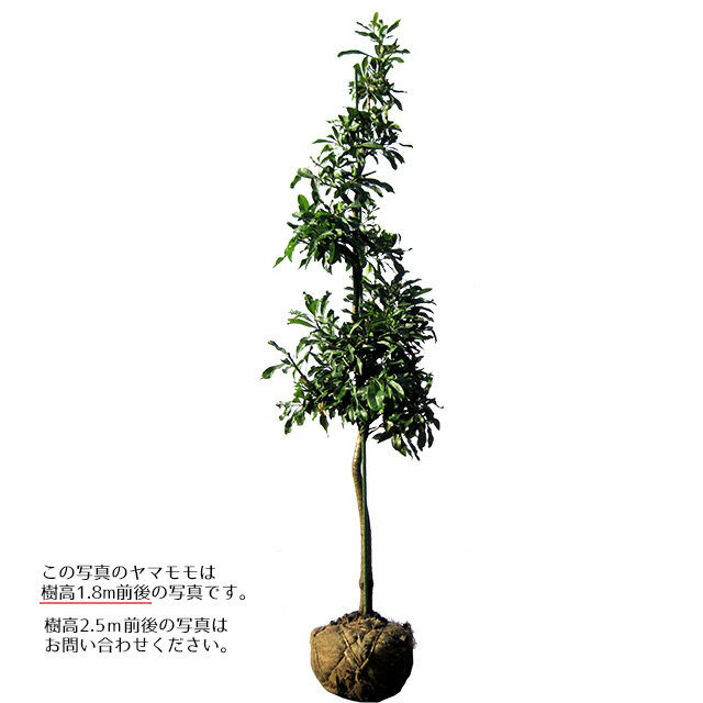 【大型商品】ヤマモモ（山桃） 樹高2.5m前後 露地苗 シンボルツリー 常緑樹