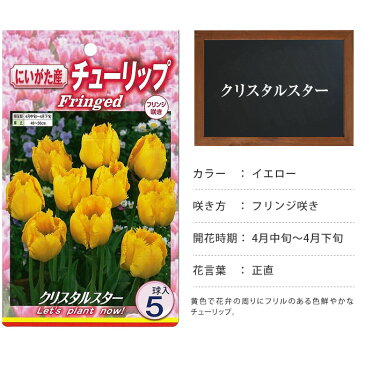 チューリップ球根　クリスタルスター （5球セット） 球根 チューリップ 秋植え 栽培 花壇 趣味 園芸 キュウコン 黄色 イエロー 秋に植える 春に咲く ガーデニング 庭 ベランダ