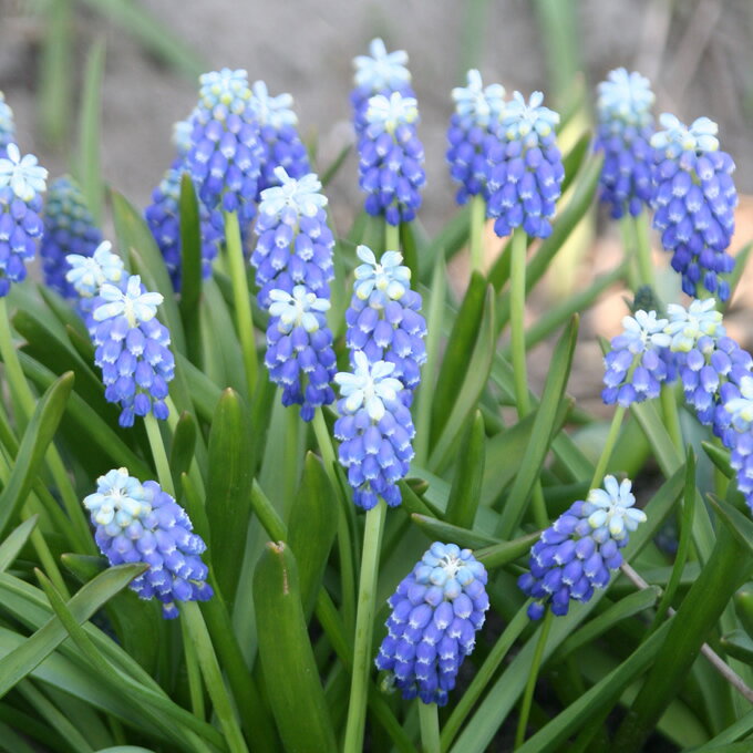 ムスカリ 球根 タッチオブスノー 5球セット 秋植え 球根 栽培 花壇 趣味 園芸 ガーデニング 庭 花 植物