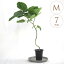 観葉植物 ウンベラータ M 7号鉢 植物 5号 インテリア 室内 玄関 屋外 庭 植木 おしゃれ リビング グリーン 緑 葉 飾り 装飾 ギフト プレゼント オススメ 【送料無料】