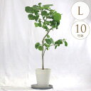 観葉植物 ウンベラータ L 10号鉢 植物 10号 インテリア 室内 玄関 屋外 庭 植木 おしゃれ リビング グリーン 緑 葉 飾り 装飾 ギフト プレゼント...