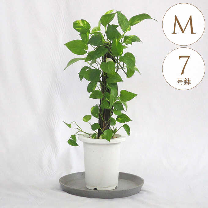 観葉植物 ポトス M 7号鉢 植物 7号 インテリア 室内 リビング 屋外 ベランダ 植木 育てやすい 多年草 おすすめ おしゃれ グリーン 緑 葉 飾り 装飾 ギフト プレゼント 【送料無料】